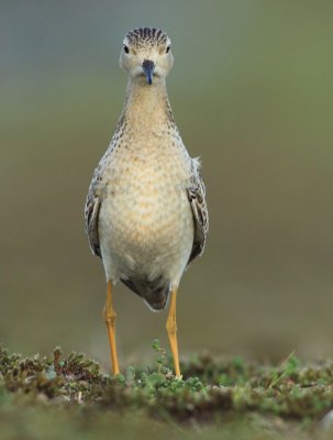 Blonde Ruiter / Buff-breasted Sandpiper