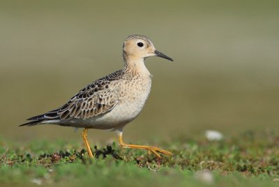 Blonde Ruiter / Buff-breasted Sandpiper