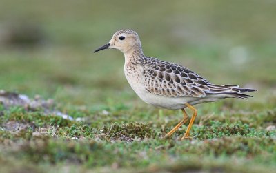 Blonde Ruiter / Buff-breasted Sandpiper