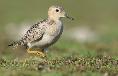 Blonde Ruiter / Buff-breasted Sandpiper