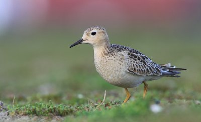 Blonde Ruiter / Buff-breasted Sandpiper