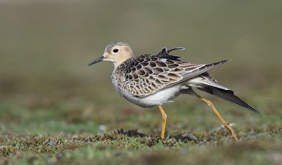 Blonde Ruiter / Buff-breasted Sandpiper