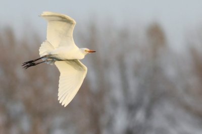 Koereiger / Cattle Egret