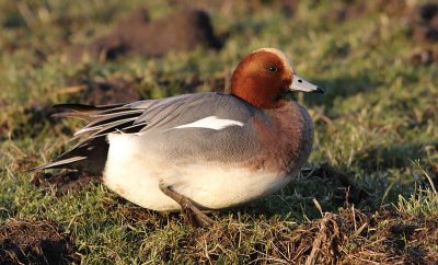 Nonnetje / Smew