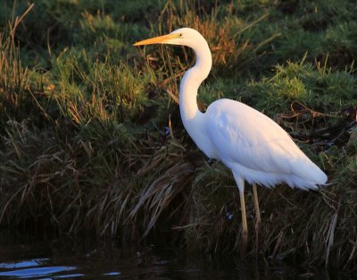 Grote zilverreiger / Great White Egret