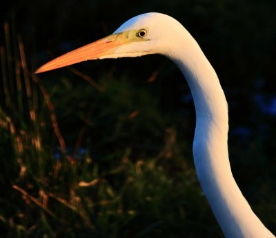 Grote zilverreiger / Great White Egret