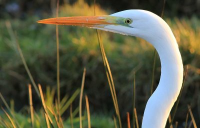 Grote Zilverreiger / Great White Egret