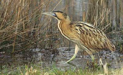 Roerdomp / Great Bittern