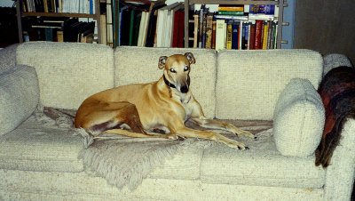 Our Greyhound named Buck