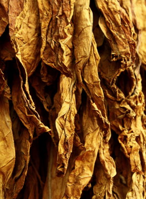 Drying and hanging tobacco