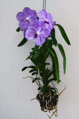 Hydroponic  Vanda Orchid of Inge's collection