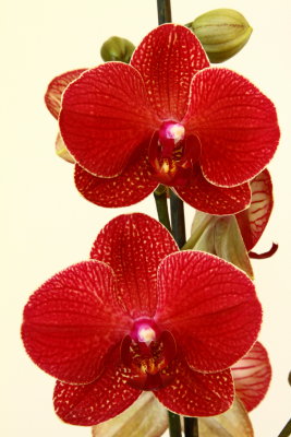 Another Phalaenopsis Orchid of Inge's collection.