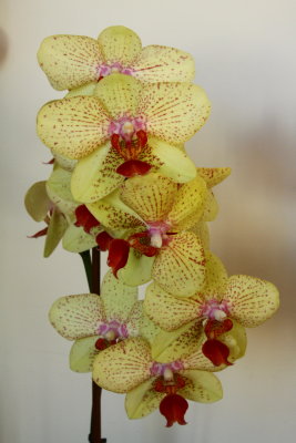 Beautiful Phalaenopsis Orchid of her collection.