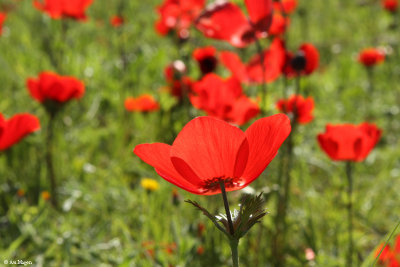 Anemone coronaria