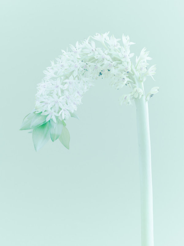 Eucomis