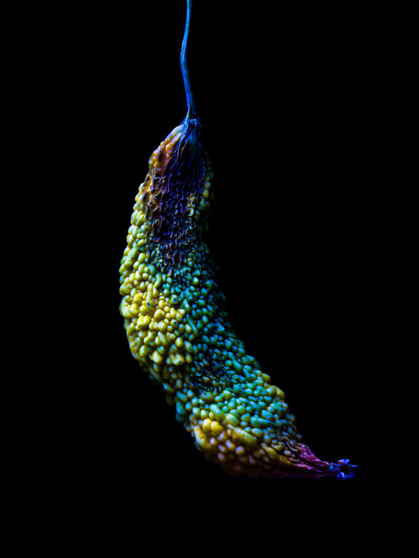 Dried gourd