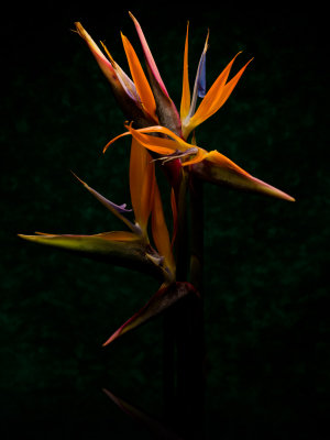 Strelitzia