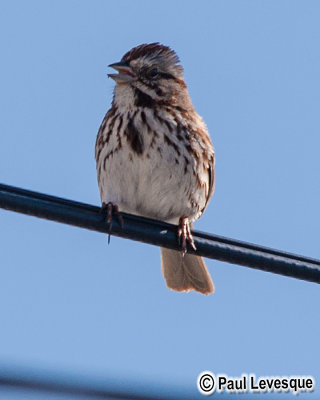Song Sparrow - Bruant chanteur