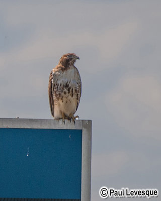 Red-tailed Hawk - Buse  queue rousse