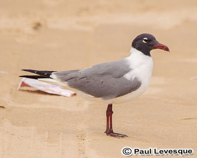 Laughing Gull - Mouette atricille