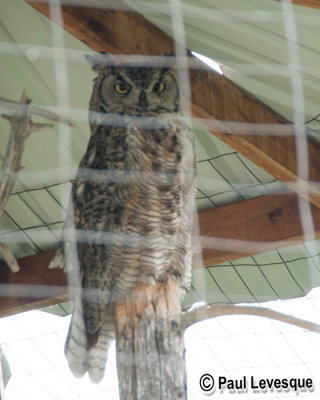 Great Horned Owl