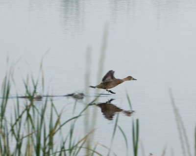 Northern Pintail-Canard_pilet