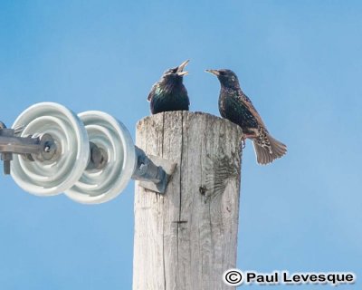European Starling -tourneau sansonnet