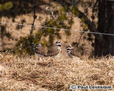 Killdeer - Pluvier kildir