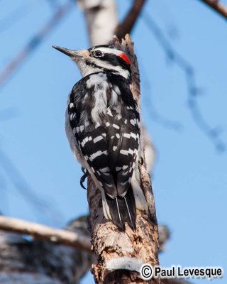 Hairy Woodpecker Male  - Pic chevelu