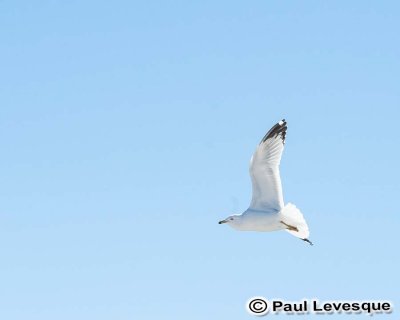 16A_0015 AE.jpg