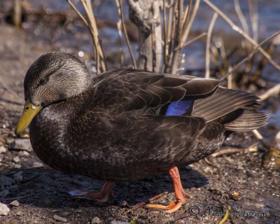 American Black Duck - Canard noir *