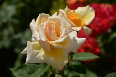 IMG_126.JPG