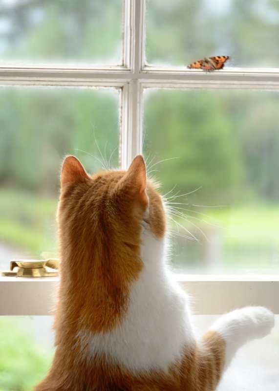 Toffee and the butterfly