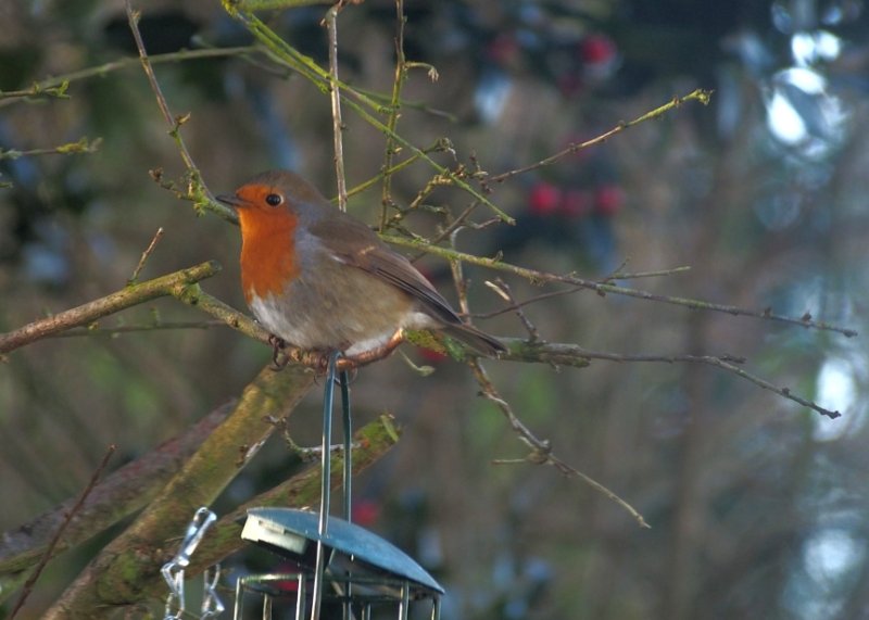  Robin