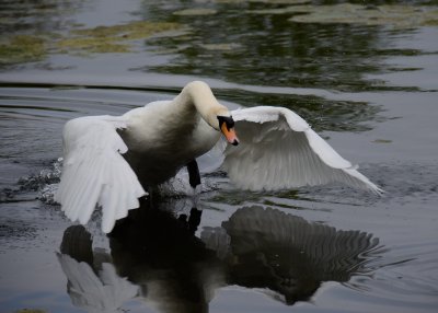 Swan Pond?