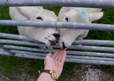 Pet Lambs