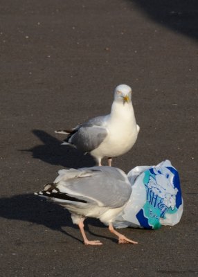 Fish Supper