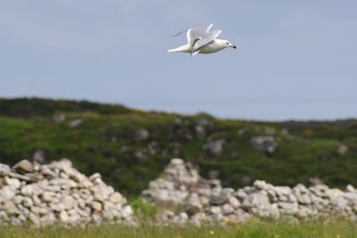 Flying gull