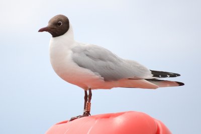 Black Headed Gull