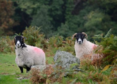 Mountain Sheep