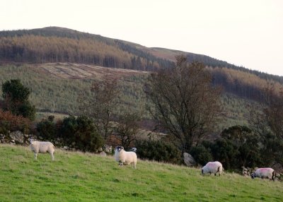 Sheep on the mountain