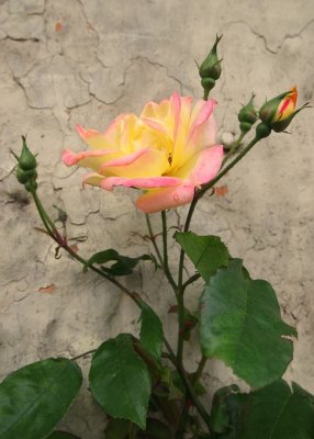 Village Rose