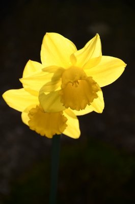 Daffs on  the double