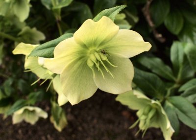 Hellebore and Friend