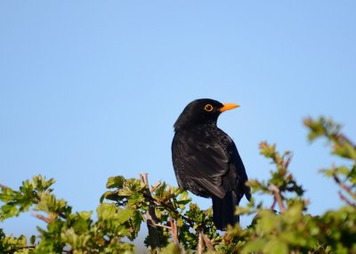 Hello Blackbird