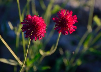 Pink flowers