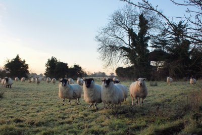 Are ewe going to feed us?