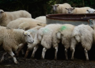 What are ewe waiting for?