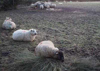 Sleepy sheepies
