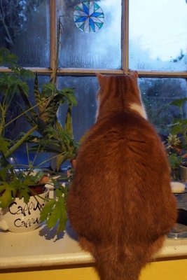 Bird Watching